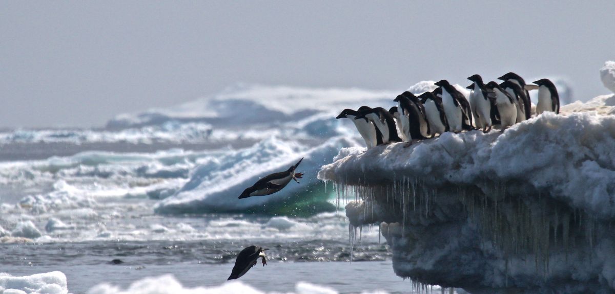 Antarctic Penguin Hotspot Discovery Fuels Need For Marine Reserve ...